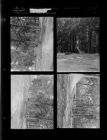Green Springs feature (4 Negatives (May 14, 1955) [Sleeve 26, Folder a, Box 7]